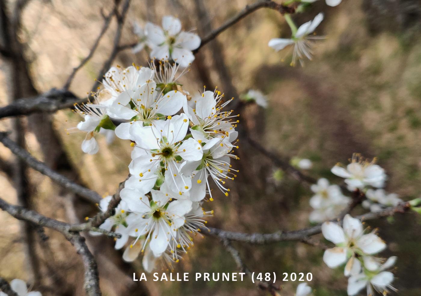 Blackthorn [x Plum hybrid] flower